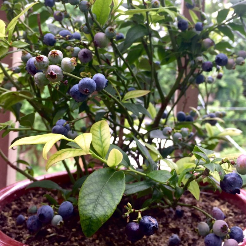 Vaccinium angustifolium Tophat