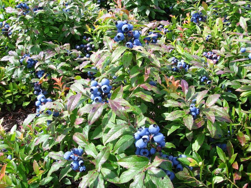 Blueberry Bushes