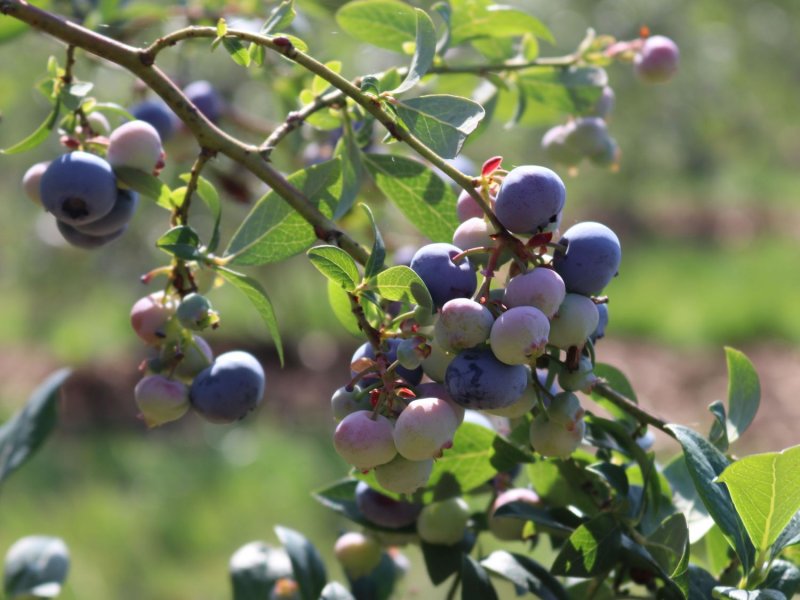 Vaccinium Bluecrop