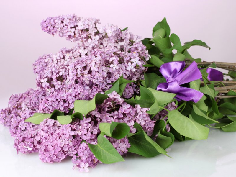 Сирень пониклая