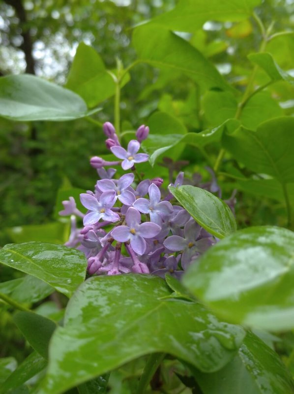 Сирень