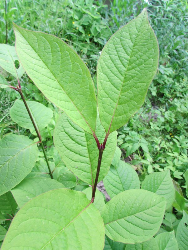 Сирень пониклая Syringa Reflexa