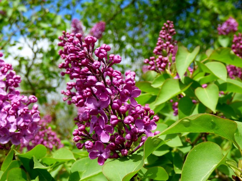 Сирень Знамя Ленина