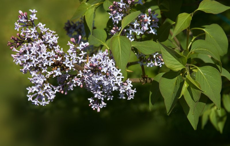 Syringa Reflexa