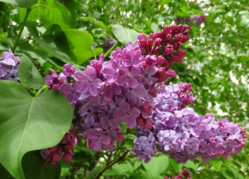 Syringa vulgaris Paul Deschanel
