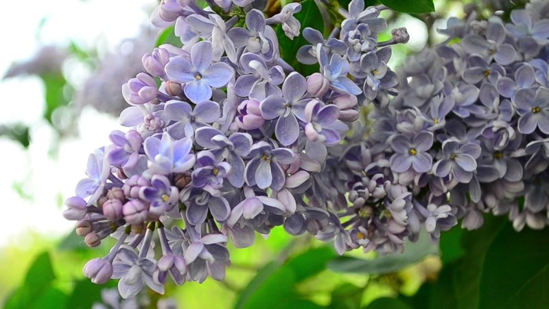 Сирень Звягинцева