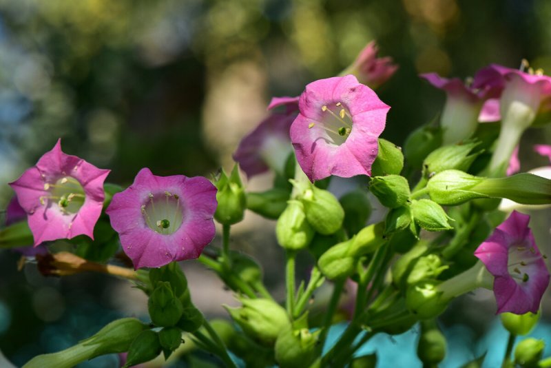 Растения Nicotiana
