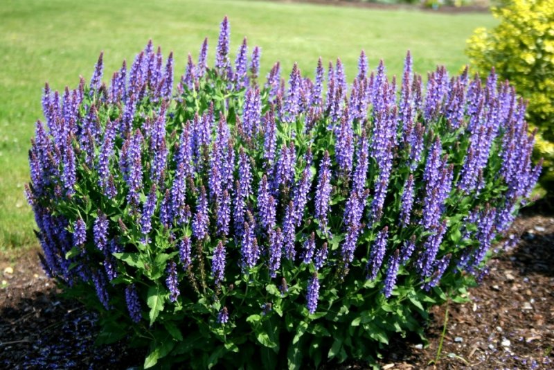 Шалфей Дубравный (Salvia nemorosa)