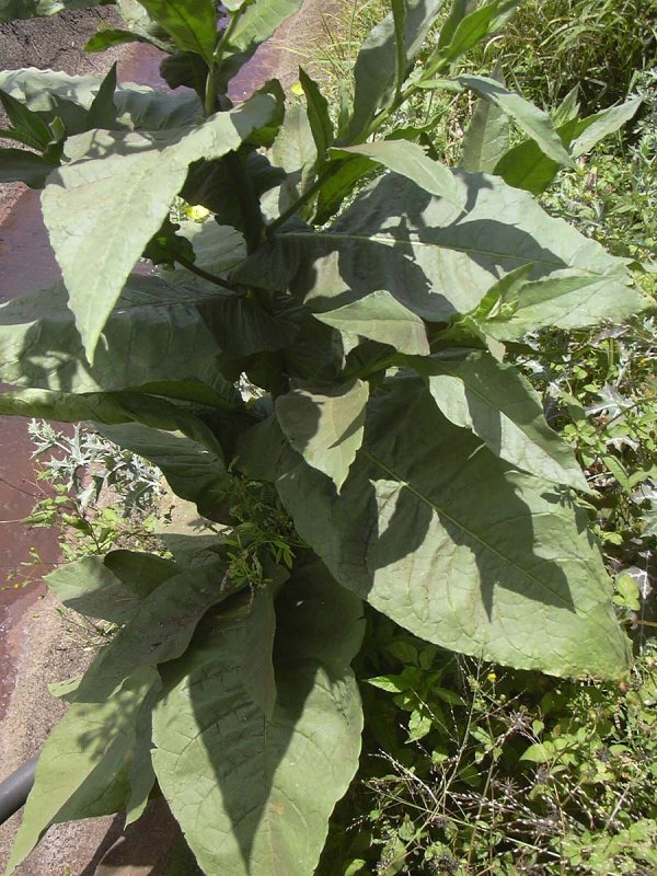 Табак курительный Nicotiana tabacum l