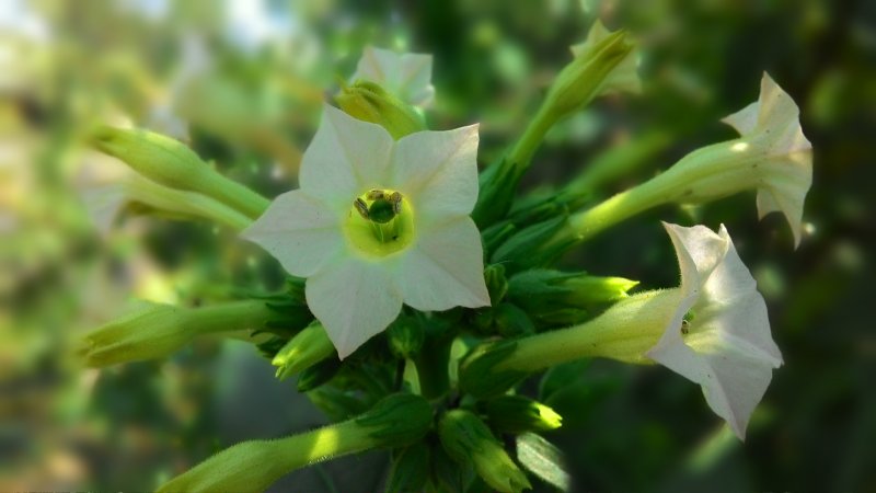 Nicotiana langsdorffii