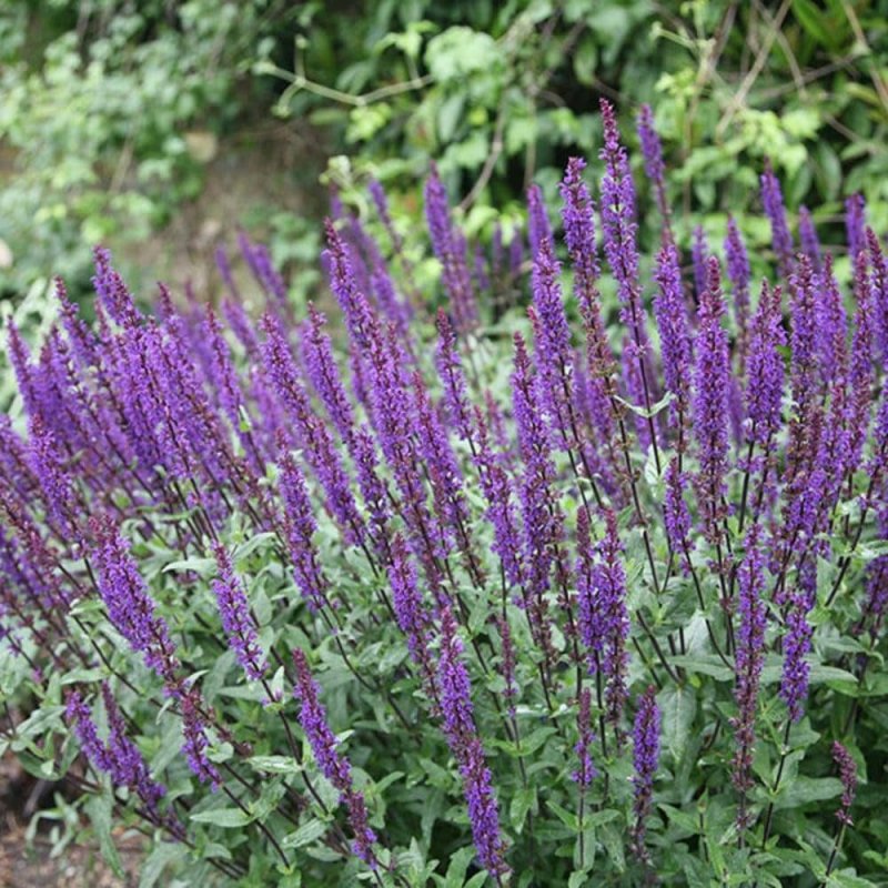 Шалфей Дубравный (Salvia nemorosa `Caradonna`)