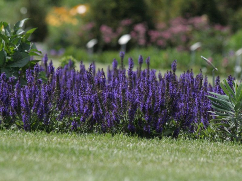 Шалфей Дубравный (Salvia nemorosa `Marcus`)