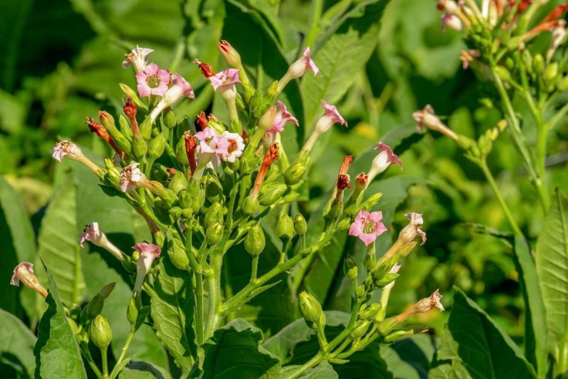 Табак из Nicotiana