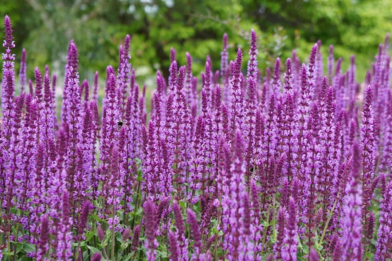 Шалфей Дубравный (Salvia nemorosa `Amethyst`)