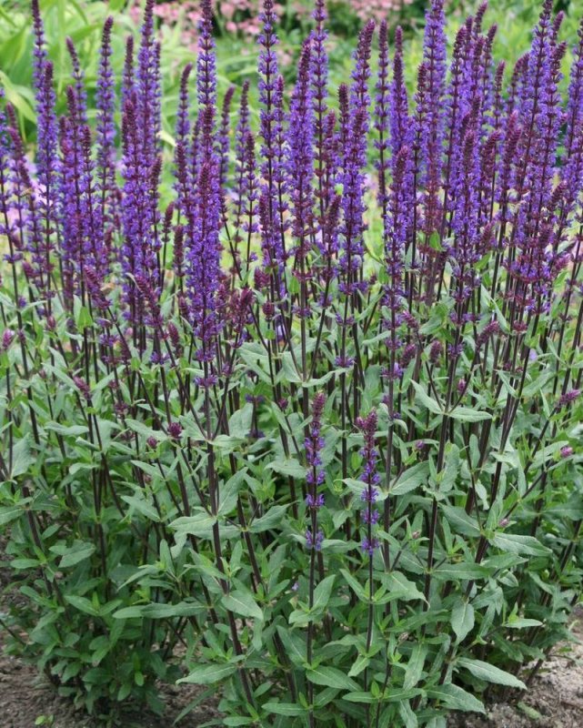 Шалфей Дубравный (Salvia nemorosa `Amethyst`)