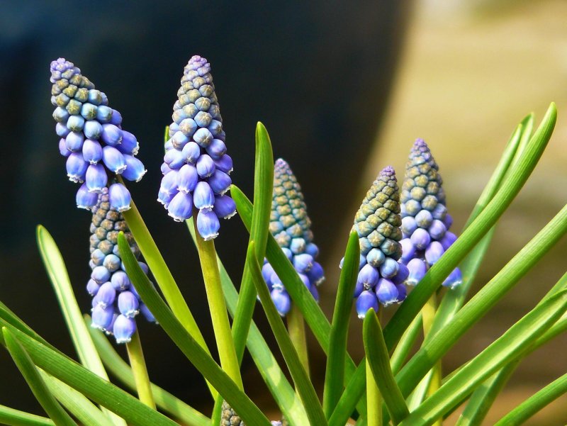 Мускари гроздевидный Muscari botryoides