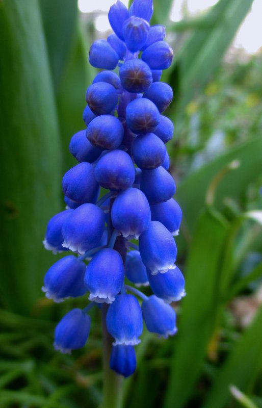 Мускари гроздевидный Muscari botryoides