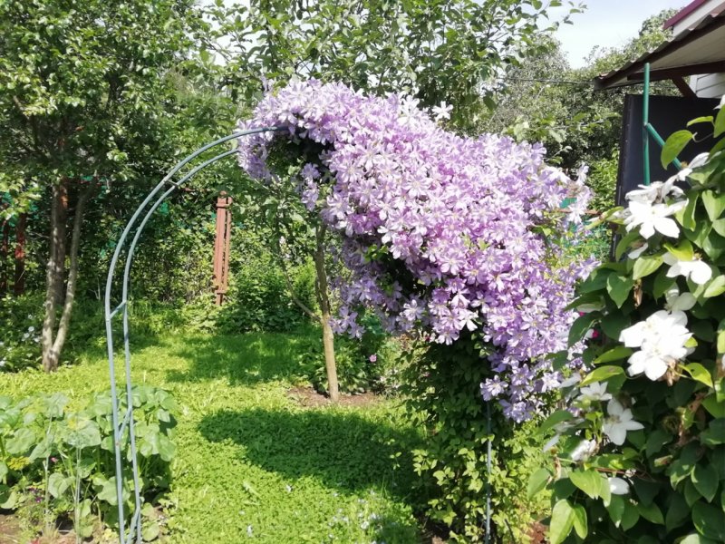 Клематис на перголе