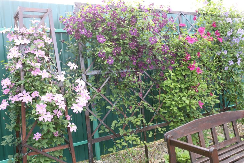 Клематис княжик изгородь