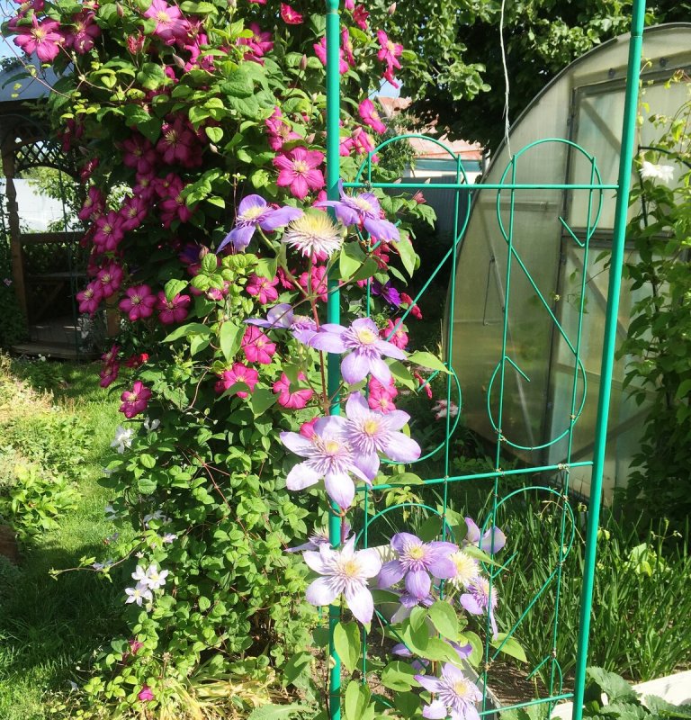 Чубушник и клематис