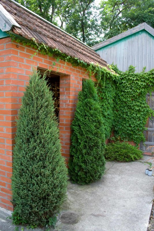 Кипарис вечнозеленый Аризонский