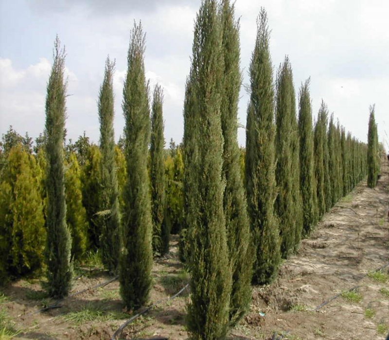 Кипарис колоновидный (74 фото)