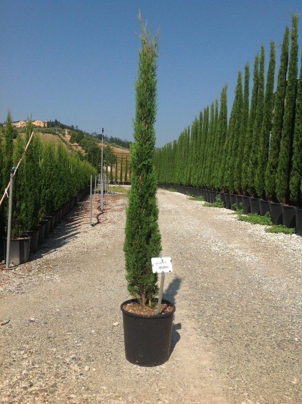 Кипарис Cupressus sempervirens