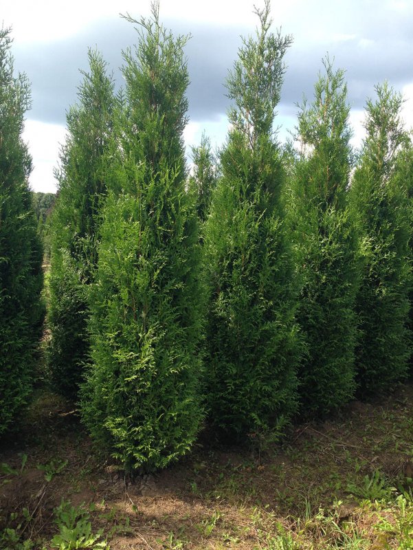 Кипарис вечнозеленый (Cupressus sempervirens)