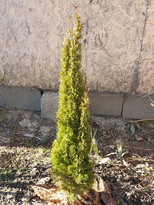 Кипарисовик Лавсона Wissel's Saguaro