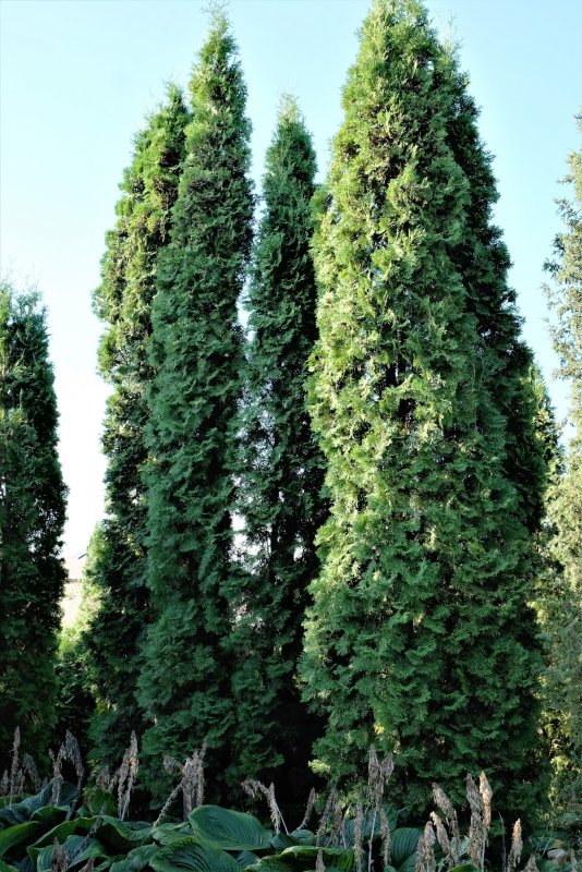 Кипарисовик Лавсона columnaris