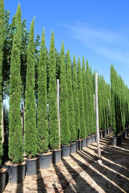 Cupressus sempervirens Totem