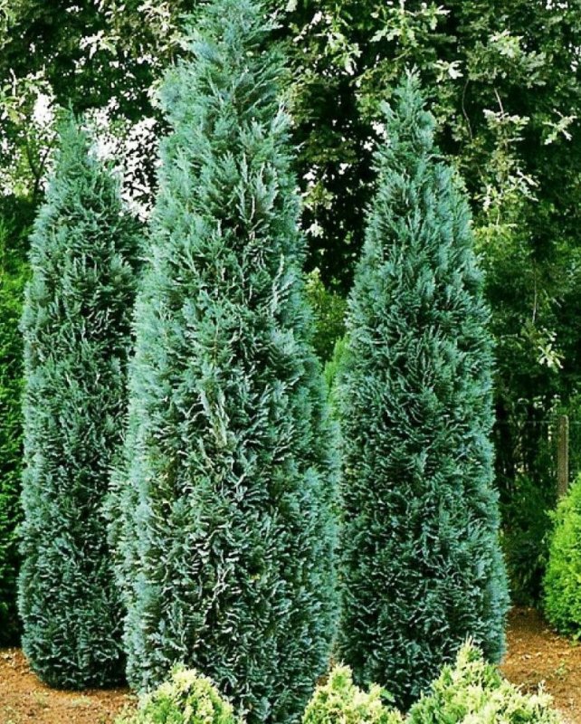 Кипарисовик Лавсона Эмпайр