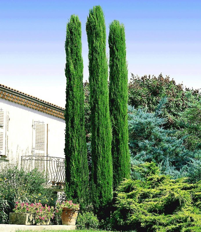 Cupressus sempervirens Totem