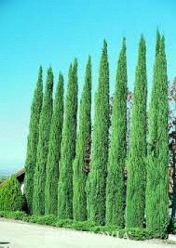 Кипарис вечнозеленый (Cupressus sempervirens)