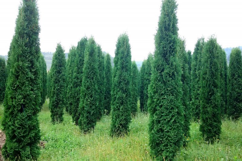 Кипарисовик Лавсона columnaris