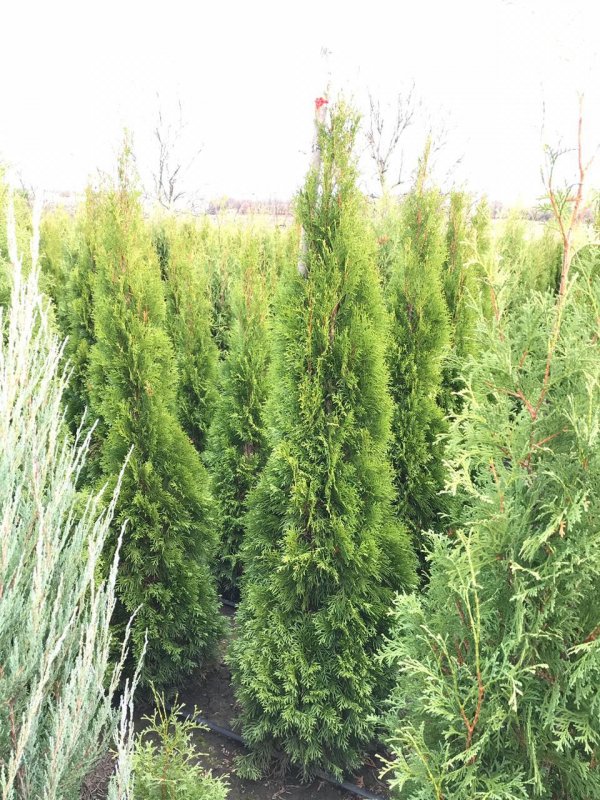 Chamaecyparis lawsoniana columnaris