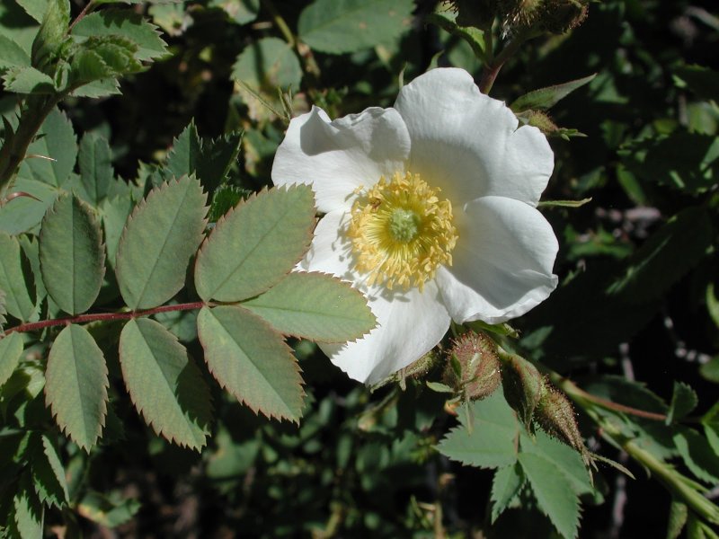 Rosa fedtschenkoana