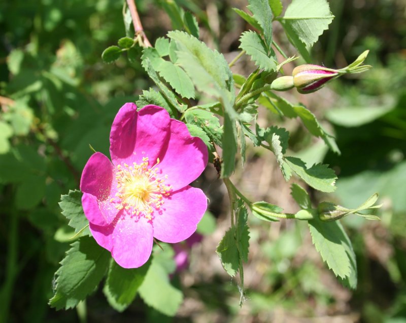 Rosa acicularis шиповник иглистый