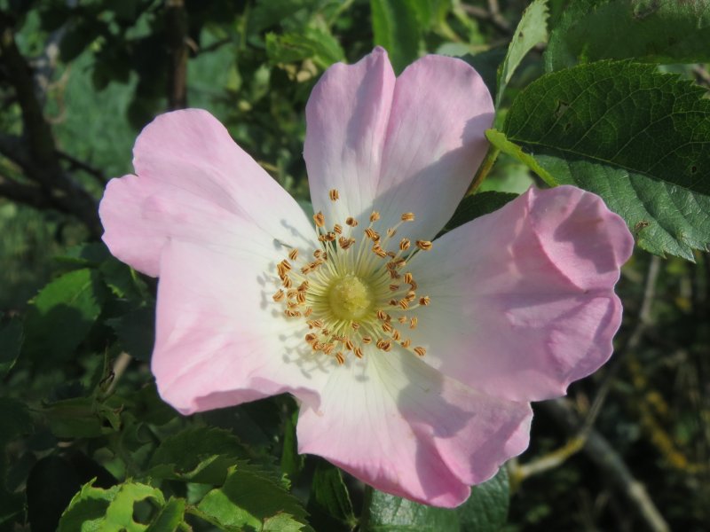 Роза собачья Rosa Canina