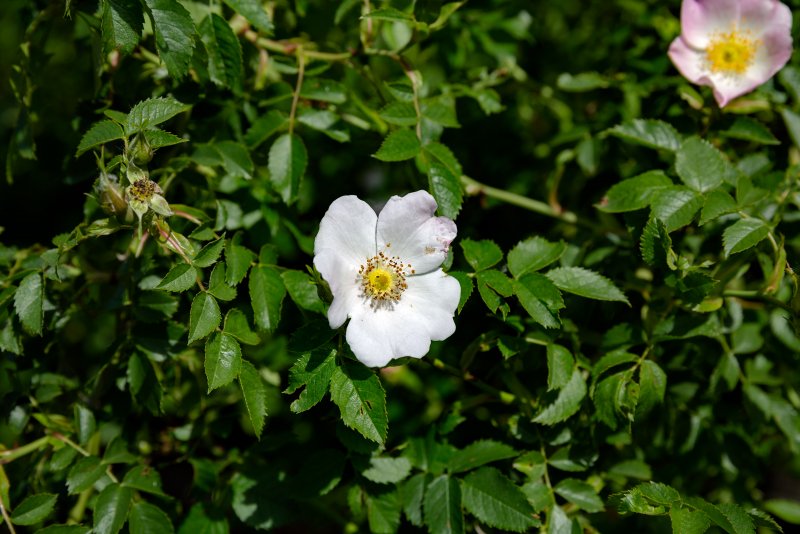 Роза колючейшая (бедренцеволистная) (Rose pimpinellifolia)