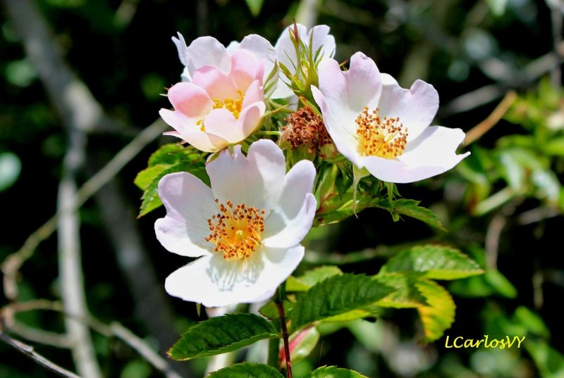 Шиповник Альпийский (Rosa Alpina)
