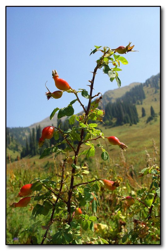 Шиповник Горенковский