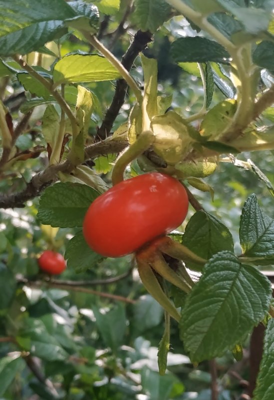 Шиповник Королевский