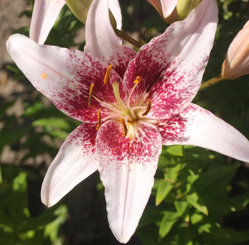 Лилия тигровая ред флейвор (Lilium tigrinum Red Flavour)