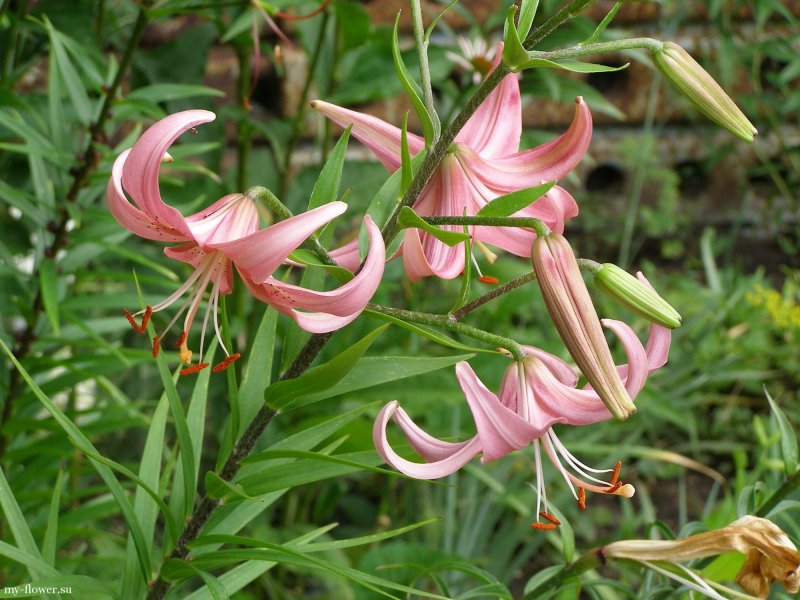 Лилия поникающая Lilium cernuum