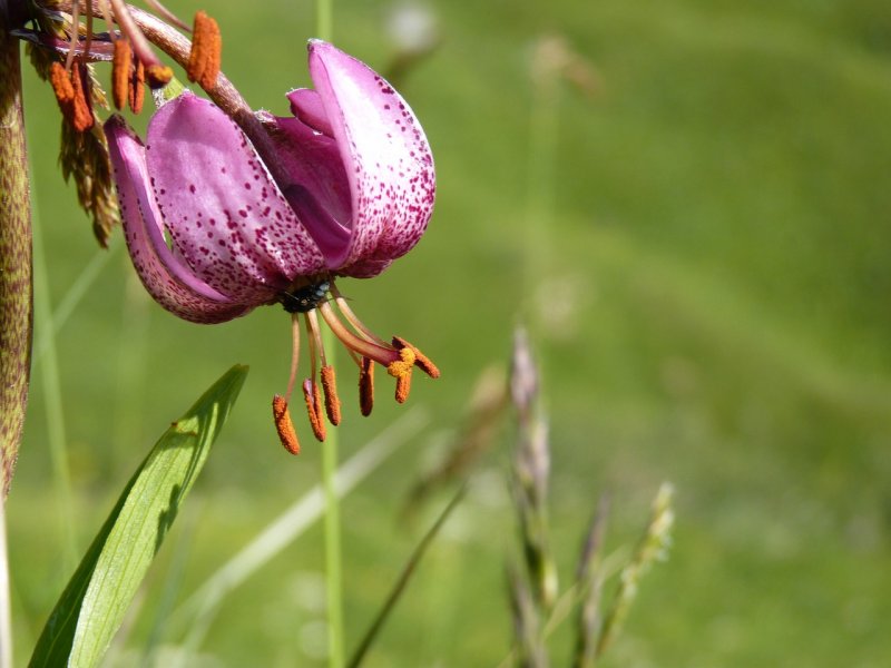 Лилия кудреватая (Lilium martagon)