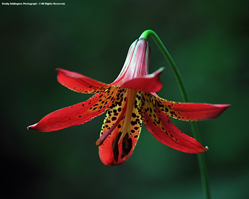 Лилия поникающая Lilium cernuum