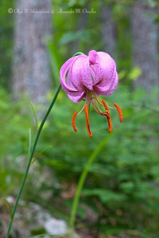 Лилия поникающая Lilium cernuum