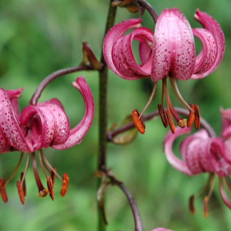 Lilium poilanei