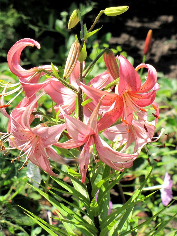 May-Lily Flower